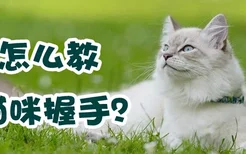 怎么教猫咪握手