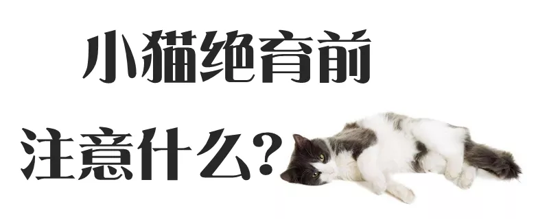 小猫绝育前注意什么