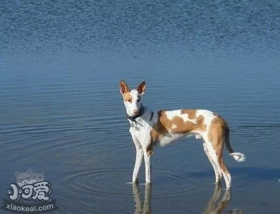 伊比赞猎犬吃什么狗粮好 伊比赞猎犬狗粮选择技巧1