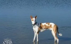 伊比赞猎犬吃什么狗粮好 伊比赞猎犬狗粮选择技巧