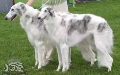 苏俄猎狼犬怎么学握手 苏俄猎狼犬握手训练