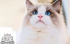 布偶猫能活多久 布偶猫如何饲养