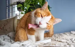 猫薄荷能每天喂食吗 对猫会有害吗