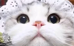 布偶猫常见的五种眼科疾病 铲屎官们一定要知道