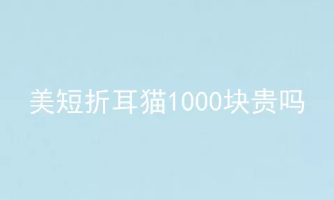 美短折耳猫1000块贵吗