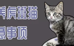 饲养虎斑猫注意事项