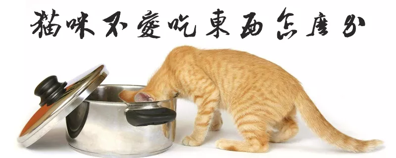 猫咪不爱吃东西怎么办?