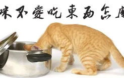 猫咪不爱吃东西怎么办?