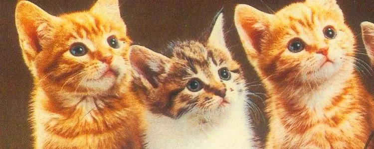 小橘猫为什么是蓝眼 橘猫的眼睛颜色正常有哪些？小橘猫为什么是蓝眼 橘猫的眼睛颜色正常有哪些？