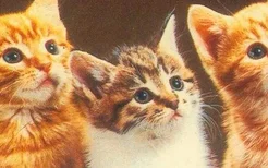 小橘猫为什么是蓝眼 橘猫的眼睛颜色正常有哪些？