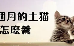 一个月的土猫怎么养