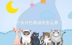 2个多月巴哥幼犬怎么养