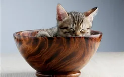 猫碗怎么选 猫碗用塑料的好吗