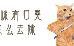 猫咪有口臭怎么去除