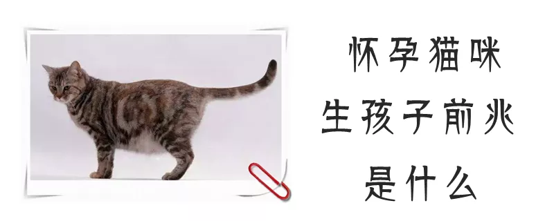 怀孕猫咪生孩子前兆是什么