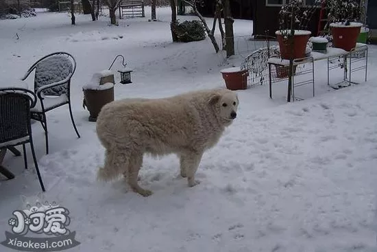 库瓦兹犬怎么训练看家 库瓦兹犬看家训练