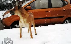 大丹犬怎么训练 大丹犬训练教程