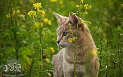 猫咪为什么会吃草 什么植物猫咪不能吃