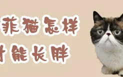 加菲猫怎样才能长胖