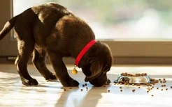 导盲犬是什么狗？ 关于导盲犬你必须要知道的4件事