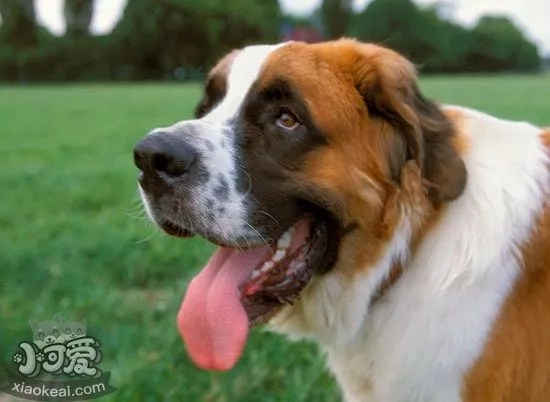 圣伯纳犬怎么美容 圣伯纳犬美容方法1