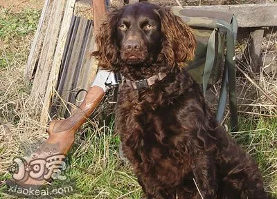 博伊金猎犬怎么养 饲养注意事项