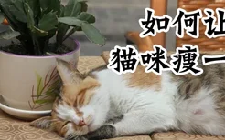 如何让猫咪瘦一点