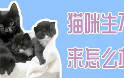 猫咪生不出来怎么办