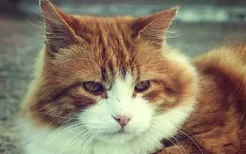 猫咪得过肠胃炎后遗症 一定需要注意护理，避免复发！