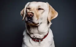 狗害怕闪光灯吗 会伤害狗狗视力吗?
