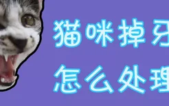 猫咪掉牙齿怎么处理