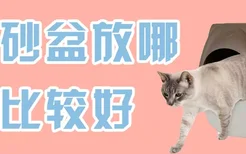 猫砂盆放哪里比较好