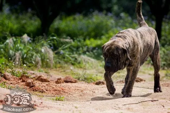 加纳利犬怎么训练 西班牙加纳利犬训练技巧1