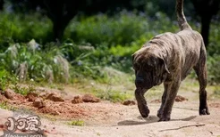 加纳利犬怎么训练 西班牙加纳利犬训练技巧