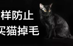 怎样防止孟买猫掉毛