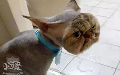 猫掉毛可以把毛剃掉吗
