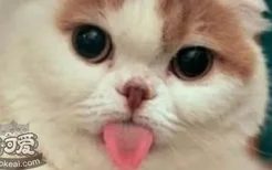 猫舌头的四个秘密 你知道吗