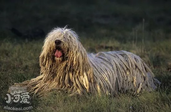 可蒙犬怎么训练召回 可蒙犬召回训练方法1