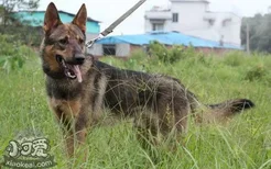 昆明犬耳朵怎么清洁 昆明犬耳朵清洁护理方法