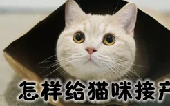 怎样给猫咪接产