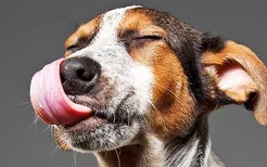 详解狗狗经常呕吐的5个主要原因，你知道几个？