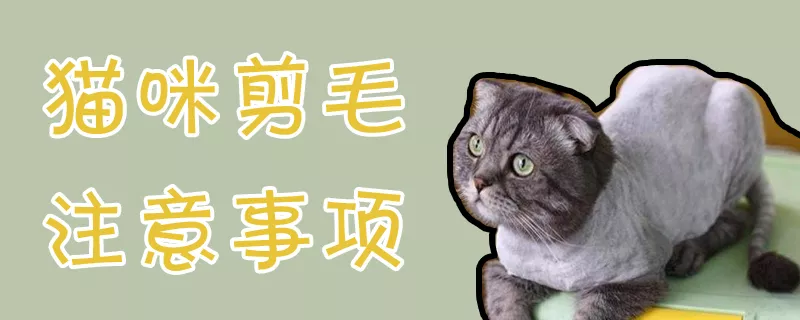 猫咪剪毛注意事项