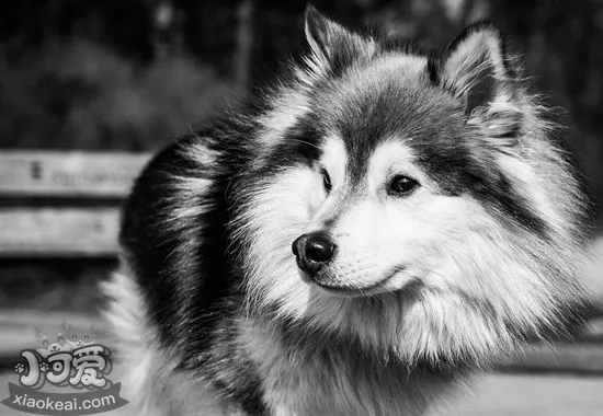 芬兰拉普猎犬性格好不好 芬兰拉普猎犬性格特点