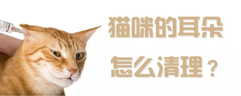 猫咪的耳朵怎么清理