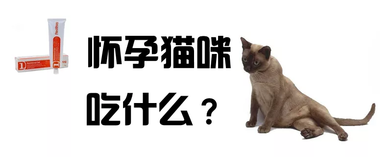 怀孕猫咪吃什么