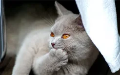 猫咪咳嗽像是卡了什么东西一样 猫咪是感冒了还是怎么了