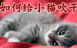 如何给小猫吹干