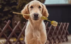 金毛犬掉毛吗 要注意毛发的日常护理哦