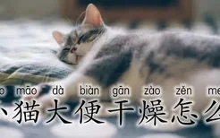 小猫大便干燥怎么办