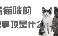 养猫咪的注意事项是什么